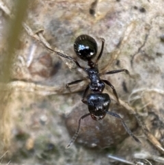 Notoncus capitatus (An epaulet ant) at Jerrabomberra, NSW - 20 Oct 2021 by Steve_Bok