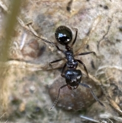 Notoncus capitatus (An epaulet ant) at Jerrabomberra, NSW - 20 Oct 2021 by SteveBorkowskis