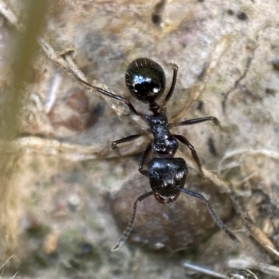 Notoncus capitatus (An epaulet ant) at QPRC LGA - 20 Oct 2021 by Steve_Bok