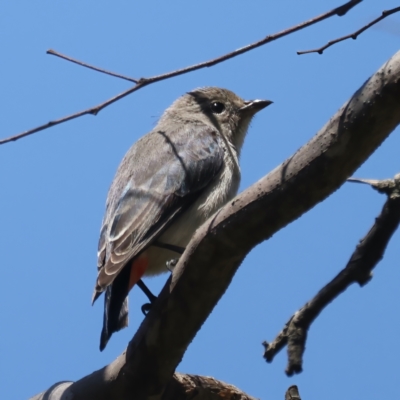 Dicaeum hirundinaceum (Mistletoebird) at Pialligo, ACT - 19 Oct 2021 by jb2602