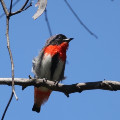 Dicaeum hirundinaceum (Mistletoebird) at Mount Ainslie - 19 Oct 2021 by jbromilow50