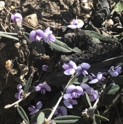Hovea heterophylla (Common Hovea) at Mount Clear, ACT - 17 Oct 2021 by Tapirlord