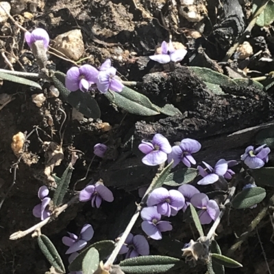 Hovea heterophylla (Common Hovea) at Mount Clear, ACT - 17 Oct 2021 by Tapirlord