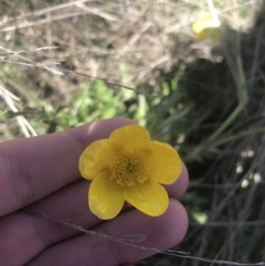 Ranunculus lappaceus (Australian Buttercup) at Mount Clear, ACT - 17 Oct 2021 by Tapirlord