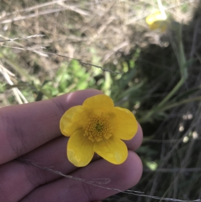 Ranunculus lappaceus (Australian Buttercup) at Mount Clear, ACT - 16 Oct 2021 by Tapirlord
