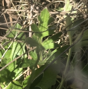 Ranunculus lappaceus at Mount Clear, ACT - 17 Oct 2021