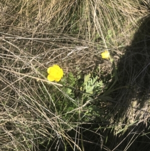 Ranunculus lappaceus at Mount Clear, ACT - 17 Oct 2021