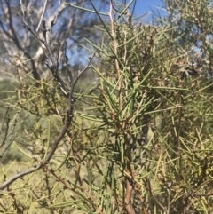 Hakea microcarpa (Small-fruit Hakea) at Namadgi National Park - 17 Oct 2021 by Tapirlord