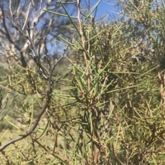 Hakea microcarpa at Mount Clear, ACT - 17 Oct 2021 11:06 AM