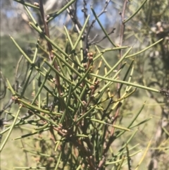 Hakea microcarpa at Mount Clear, ACT - 17 Oct 2021