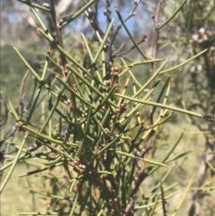 Hakea microcarpa at Mount Clear, ACT - 17 Oct 2021 11:06 AM