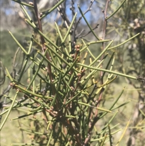 Hakea microcarpa at Mount Clear, ACT - 17 Oct 2021