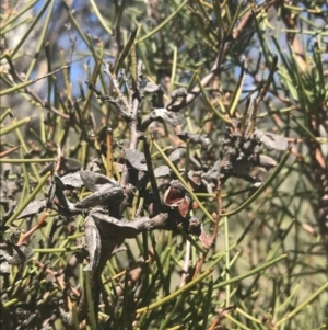 Hakea microcarpa at Mount Clear, ACT - 17 Oct 2021 11:06 AM