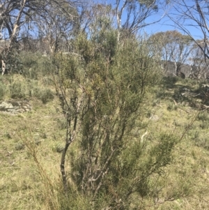 Hakea microcarpa at Mount Clear, ACT - 17 Oct 2021 11:06 AM