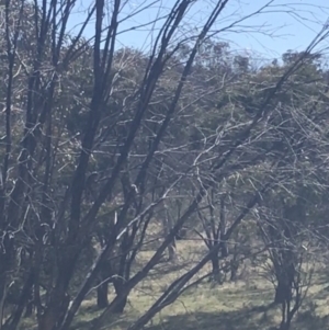 Artamus cyanopterus at Mount Clear, ACT - 17 Oct 2021 11:09 AM