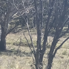 Artamus cyanopterus at Mount Clear, ACT - 17 Oct 2021 11:09 AM