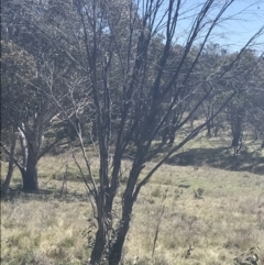 Artamus cyanopterus at Mount Clear, ACT - 17 Oct 2021 11:09 AM