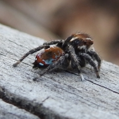 Maratus calcitrans (Kicking peacock spider) at Bruce, ACT - 20 Oct 2021 by HelenCross