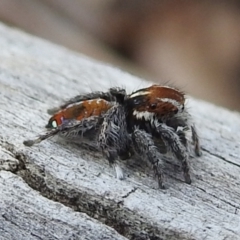 Maratus calcitrans at Bruce, ACT - 20 Oct 2021