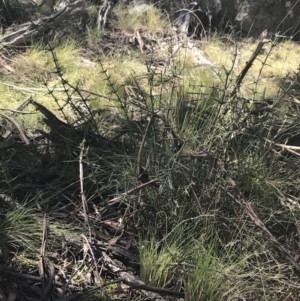 Discaria pubescens at Mount Clear, ACT - 17 Oct 2021 11:19 AM