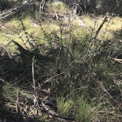 Discaria pubescens (Australian Anchor Plant) at Namadgi National Park - 17 Oct 2021 by Tapirlord