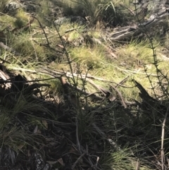 Discaria pubescens at Mount Clear, ACT - 17 Oct 2021 11:19 AM