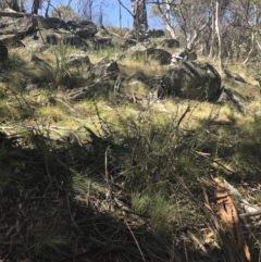 Discaria pubescens at Mount Clear, ACT - 17 Oct 2021 11:19 AM