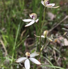 Caladenia cucullata (Lemon Caps) at Hall, ACT - 20 Oct 2021 by strigo