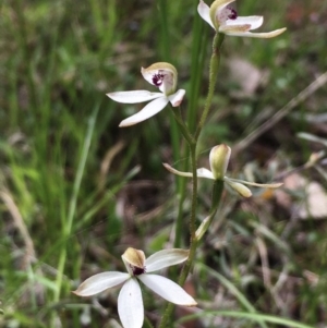 Caladenia cucullata at Hall, ACT - 20 Oct 2021