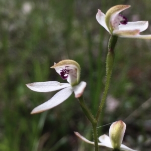 Caladenia cucullata at Hall, ACT - 20 Oct 2021