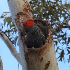 Callocephalon fimbriatum (Gang-gang Cockatoo) at GG173 - 20 Oct 2021 by HelenCross