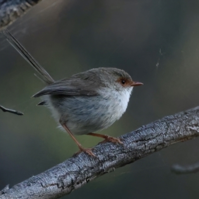 Malurus cyaneus (Superb Fairywren) at Mount Ainslie - 16 Oct 2021 by jbromilow50