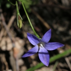 Wahlenbergia stricta subsp. stricta (Tall Bluebell) at Glenroy, NSW - 16 Oct 2021 by KylieWaldon