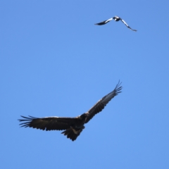 Aquila audax (Wedge-tailed Eagle) at Mount Ainslie - 19 Oct 2021 by jb2602