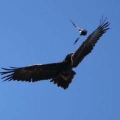 Aquila audax at Ainslie, ACT - suppressed