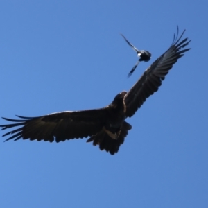 Aquila audax at Ainslie, ACT - suppressed