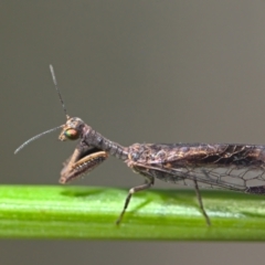 Mantispidae (family) (Unidentified mantisfly) at Black Mountain - 16 Oct 2021 by TimotheeBonnet