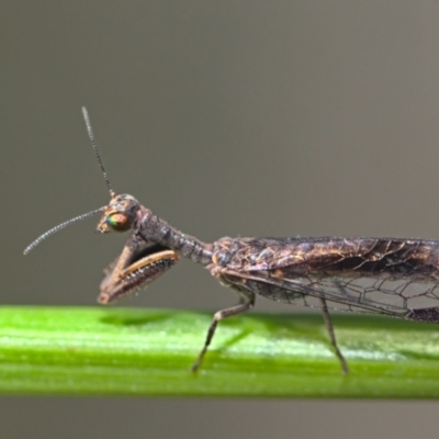 Mantispidae (family) (Unidentified mantisfly) at Acton, ACT - 17 Oct 2021 by TimotheeBonnet