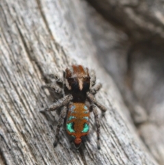 Maratus calcitrans (Kicking peacock spider) at Acton, ACT - 17 Oct 2021 by TimotheeBonnet