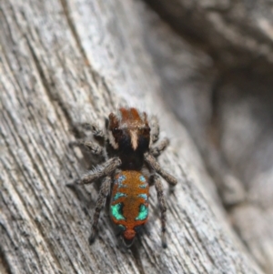 Maratus calcitrans at Acton, ACT - 17 Oct 2021