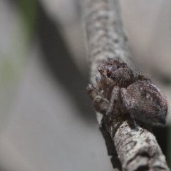 Maratus calcitrans at Acton, ACT - 17 Oct 2021