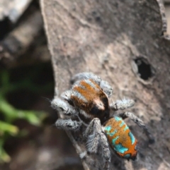 Maratus calcitrans at Acton, ACT - 17 Oct 2021