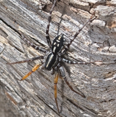 Nyssus coloripes (Spotted Ground Swift Spider) at Acton, ACT - 16 Oct 2021 by TimotheeBonnet