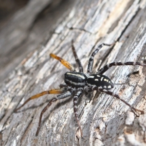 Nyssus coloripes at Acton, ACT - 17 Oct 2021