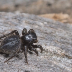 Salticidae sp. 'Golden palps' at Acton, ACT - 17 Oct 2021 by TimotheeBonnet