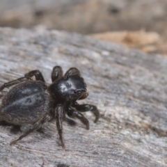 Unidentified Jumping or peacock spider (Salticidae) at Acton, ACT - 16 Oct 2021 by TimotheeBonnet