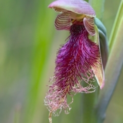 Calochilus platychilus (Purple Beard Orchid) at Black Mountain - 16 Oct 2021 by TimotheeBonnet