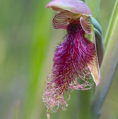 Calochilus platychilus (Purple Beard Orchid) at Black Mountain - 16 Oct 2021 by TimotheeBonnet