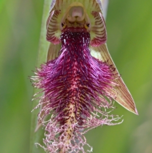 Calochilus platychilus at Point 26 - 17 Oct 2021