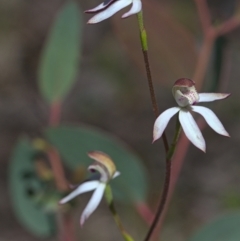 Caladenia moschata (Musky Caps) at Acton, ACT - 16 Oct 2021 by TimotheeBonnet